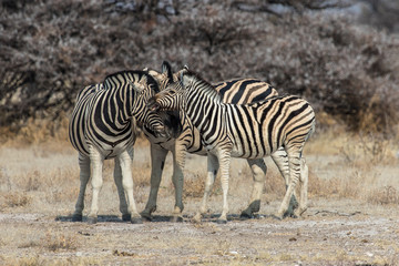 Fototapeta na wymiar Zebra family in'Etosha National Park near Namutoni in Namibia
