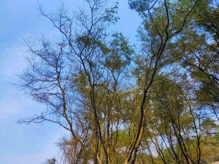 tree and sky