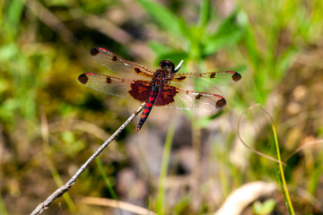 close up of a dragonfly with red heart shaped markings