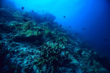 Fotobehang koraalrif onderwater / zeekoraallagune, oceaanecosysteem © kichigin19