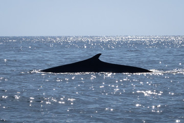 Fine Whale Pacific Ocean
