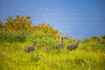 Flock of guineafowls looking for food  in a grass meadow at sunset with the ocean in the background.