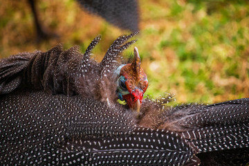 Close up of a guineafowl bird cleaning its beautiful spotted feathers.
