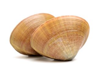 Stacked fresh raw clams on white background