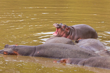 Fototapeta premium Hippopotamus (Hippopotamus amphibus), calf standing in water, Masai Mara National Reserve, Kenya