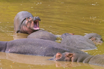 Fototapeta premium Hippopotamus (Hippopotamus amphibus), calf standing in water, Masai Mara National Reserve, Kenya
