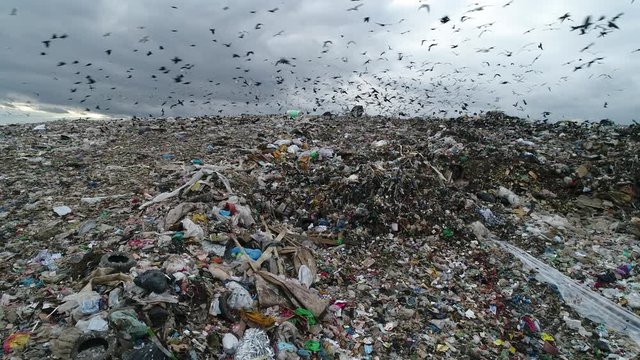 Flocks of crows and gulls circling over the garbage dump. A huge garbage mountain of unsorted waste. Landfill. Aerial view.