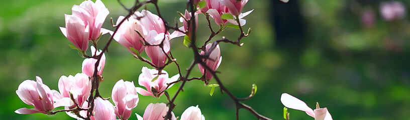 magnolia blossom spring garden / beautiful flowers, spring background pink flowers