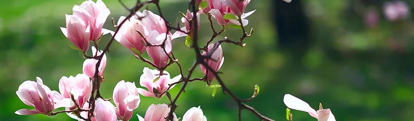 Plexiglas foto achterwand magnolia bloesem lentetuin / mooie bloemen, lente achtergrond roze bloemen © kichigin19