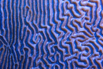 coral reef macro / texture, abstract marine ecosystem background on a coral reef © kichigin19