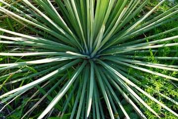 Planta