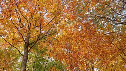 Colorful leaves in sunny autumn forest. Natural background