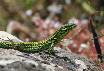 Lizard on the rock - Podarcis muralis