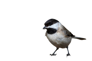 Obraz premium Cute little bird. Isolated bird. White background. Bird: Sombre Tit. Poecile lugubris.