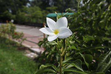Plumeria pudica white floweris a species of the genus plumeria ,native to Panama,colombia and Venezuela.This profuse bloomerhas un usual spoon shaped leaves and its flowers are white with yellow cente