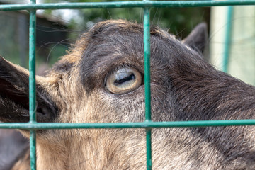 A head of a goat with an eye close up behind a metal fence cage in the farm