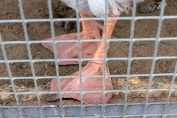 Orange legs of a caged goose behind a metal fence in farm