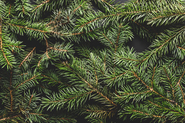 Christmas tree branches. Christmas concept, nature, winter. Background for postcards. Flat lay, top view