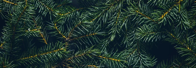Dekokissen Zweige des Weihnachtsbaums. Das Konzept des neuen Jahres, Weihnachten, Natur. Banner. Flache Lage, Ansicht von oben © Alex