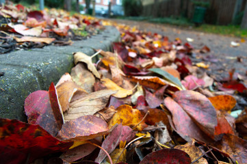 Autumn, leaves