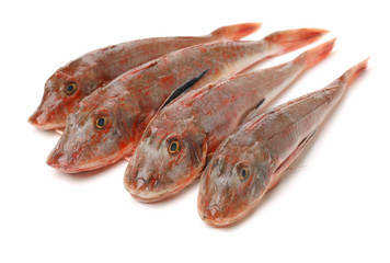 Red Gurnard Fish (Chelidonichthys cuculus) on White Background