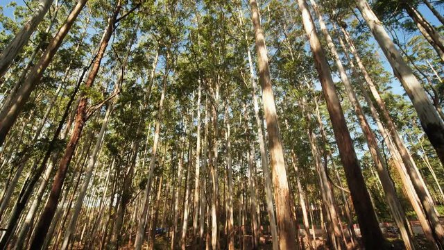 Eucalyptus forest near the city of Munar. India. Video on the move.