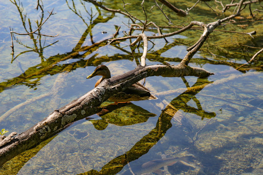 Plitvice Lakes National Park. Transparent, clear water. Bottom of the lake. Birds and Fish. Waterfall and lake in the forest. The bottom topography and the surface of the lake. Lazur color. 
