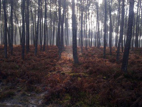 Kiefernwald imn herbstlichen Farben