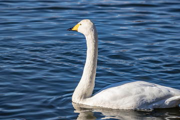 Obraz premium 白鳥