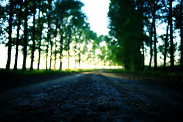 Fototapeta premium landscape road alley green trees