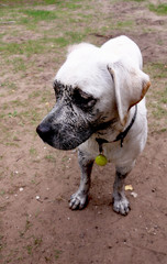 Labrador is having fun outside covered with mud from the pond