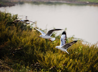 geese in flight