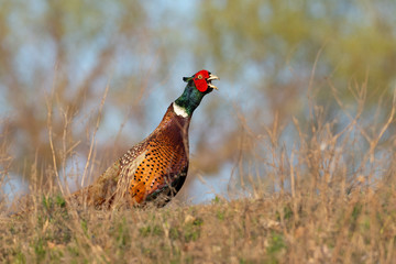 Beautiful male pheasant in grass