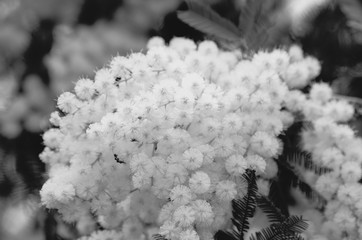Naklejka premium Mimosa in bloom ( Acacia dealbata )