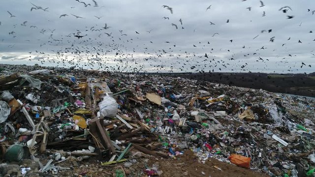Flocks of crows over the garbage dump. A huge garbage mountain of unsorted waste. Landfill. Trash polygon. Aerial view. 