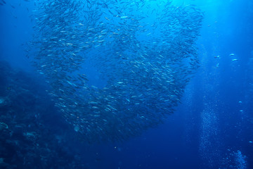 underwater world / blue sea wilderness, world ocean, amazing underwater