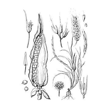 Corn illustration on white background, Corn sketch, Corn linework,Corn draw
