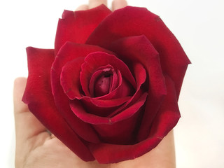 Red rose flower in hand.