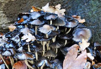 Netherlands; White black Mushrooms