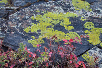 abstract background with lichen