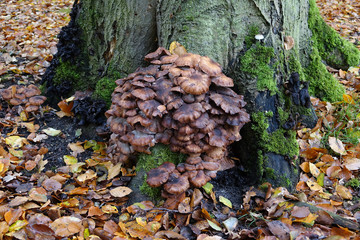 Netherlands; Browns  Mushrooms on a tree