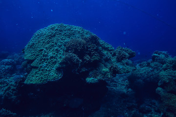 underwater world / blue sea wilderness, world ocean, amazing underwater