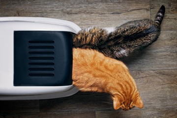 Two tabby cats seen from above while using a closed litter box.
