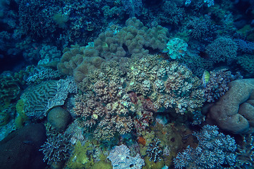 Fototapeta na wymiar coral reef macro / texture, abstract marine ecosystem background on a coral reef