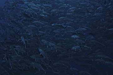 many Caranx underwater / large fish flock, underwater world, ocean ecological system