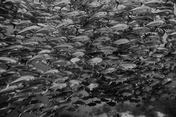 black white fish group / underwater nature poster design