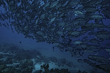 many Caranx underwater / large fish flock, underwater world, ocean ecological system