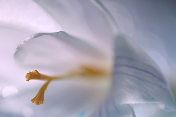 Fototapeta na wymiar white crocus spring flower, spring abstract background, nature concept