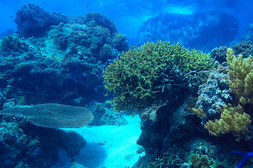 coral reef underwater / sea coral lagoon, ocean ecosystem