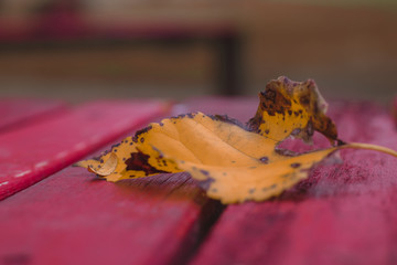 Yellow fallen autumn leaf on a red surface in a park.